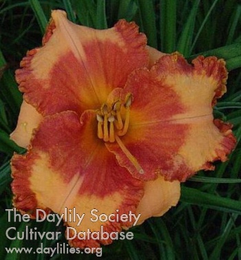 Daylily Tropical Cooler